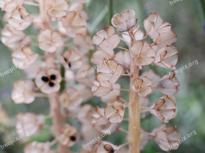 Flower Seeds Was Plant Nature Seeds