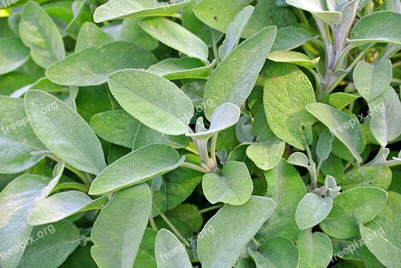 Sage Spices Garden Green Herb