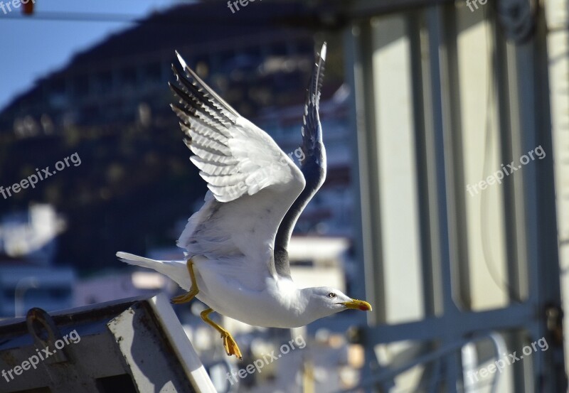 Seagull Birds Seabirds Free Photos