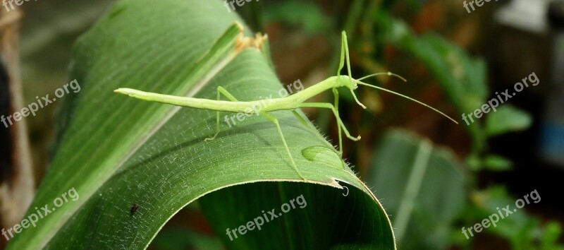 Nature Insect Leaf Palo Colombia