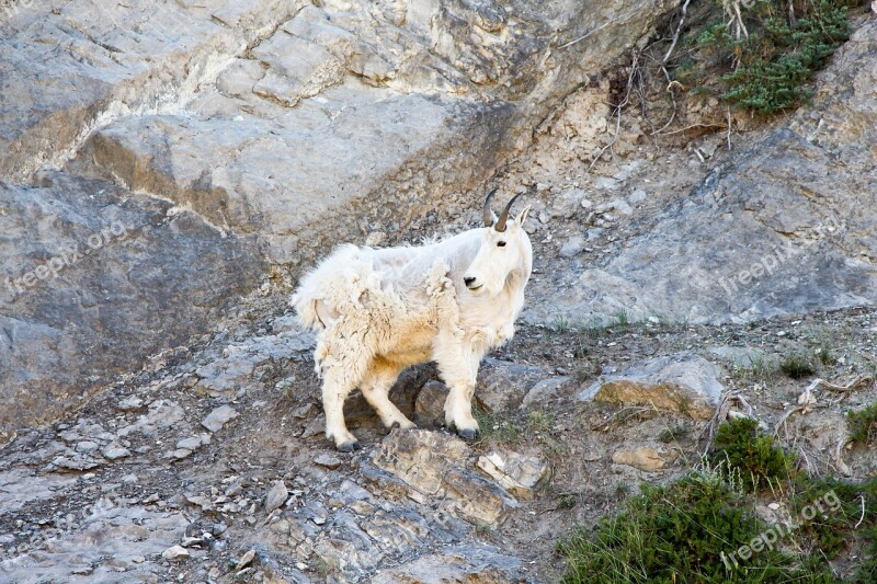 Mountain Goat Goat Jasper Alberta Canada