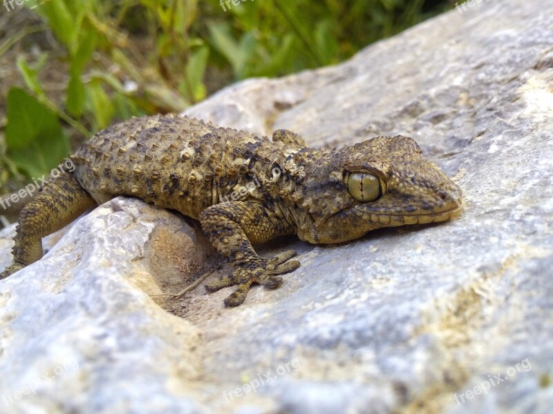 Dragon Lizard Gecko Rock Texture