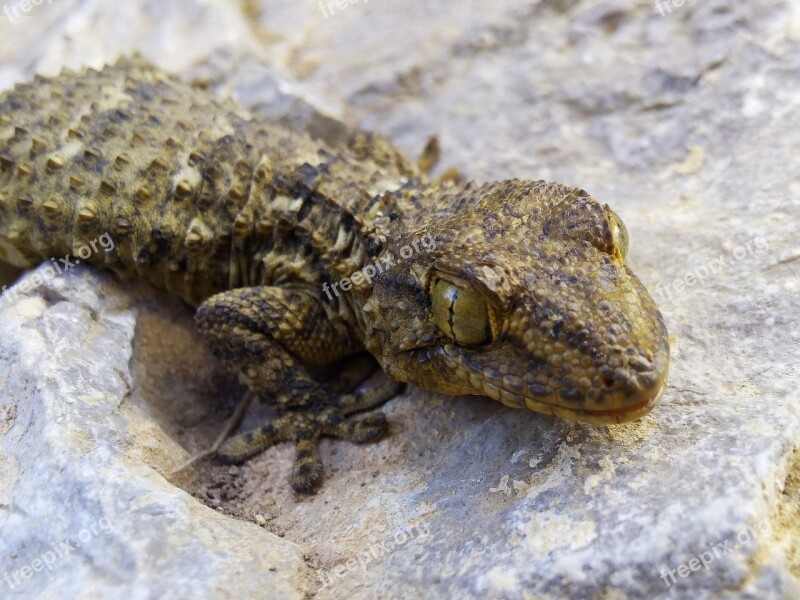 Dragon Lizard Gecko Rock Texture