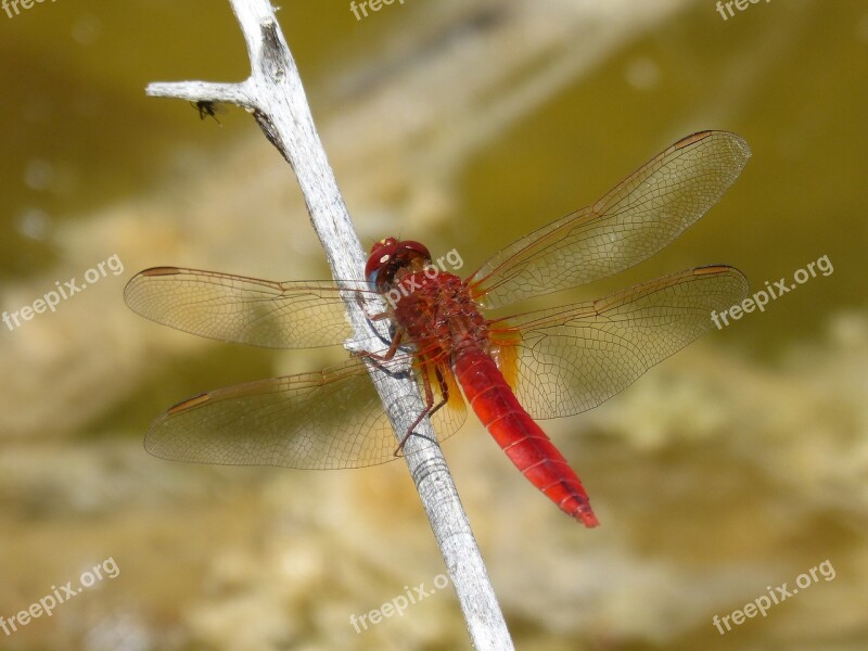 Dragonfly Red Dragonfly Erythraea Crocothemis Pond River