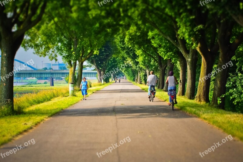 Away Avenue Nature Landscape Trees