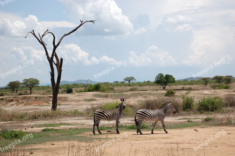 Africa Safari Tanzania Zebras Free Photos