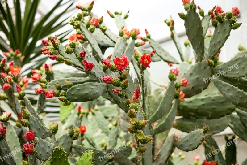 Cactus Plant Nature Cacti Green