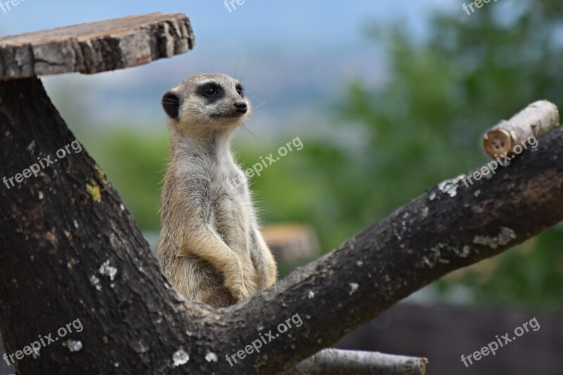 Meerkat Zoo Animal View Guard