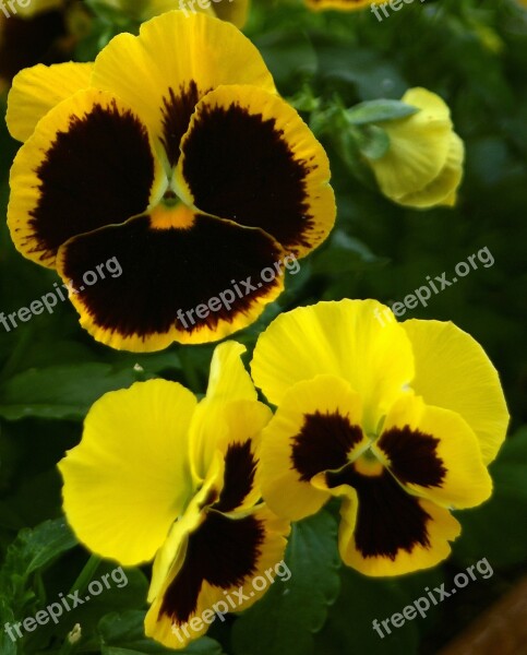 Pansy Flower Potted Garden Nature