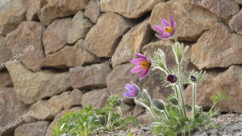 Pasque Flower Pulsatilla Prysk Pryskyřníkovité Hairy Leaves