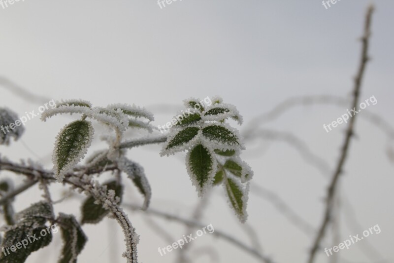 Frost Winter Cold Nature Landscape