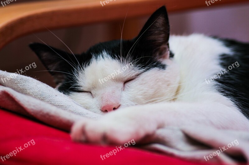 Cat Dream Sleeping Rest Kitten