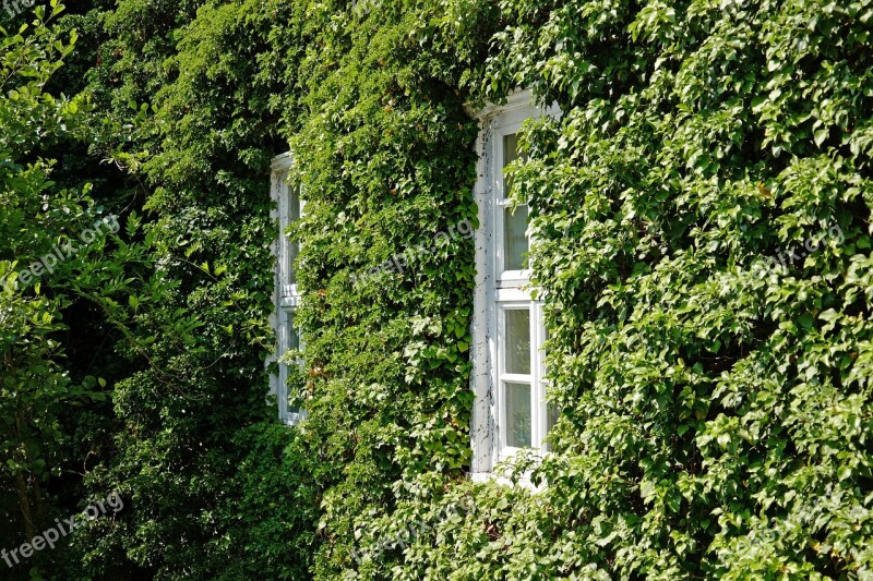 Facade Ivy Window Hauswand Climber Plant