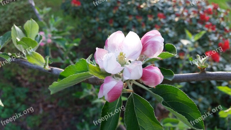 Apple Blossom Apple Fruit Tree Blossoming Fruit Tree Spring Flower