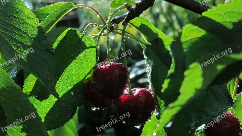 Sweet Cherries Sweet Cherry Kordia Cartilage Cherries Red Fruit