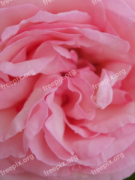 Rose Flower Nature Blossom Bloom