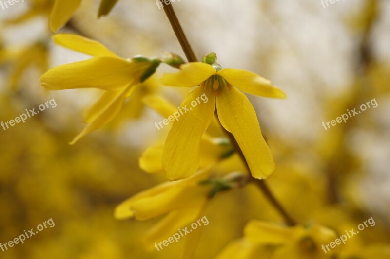 Forsythia Yellow Flower Spring Free Photos