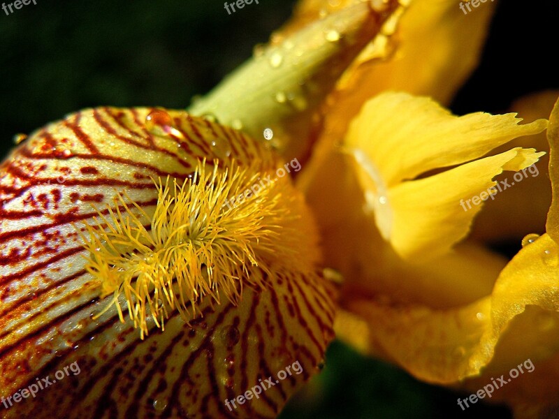 Iris Yellow Flower Bloom Garden