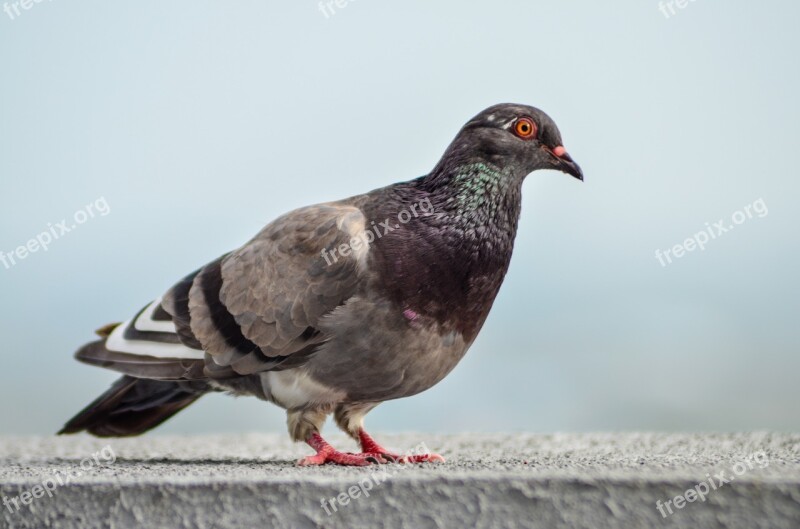 Paloma Ave Nature Pigeons Peak