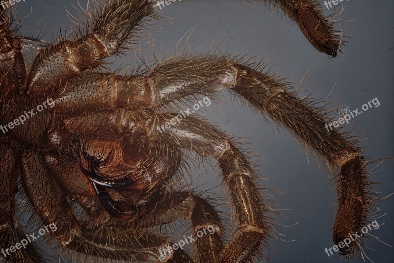 Skinning Tarantula Macro Close Up Spider Skin