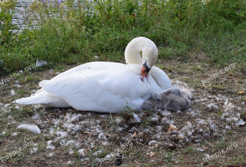 Swan Chicks Ducks Duck Bird Water Bird