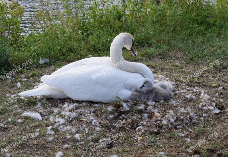 Swan Chicks Ducks Duck Bird Water Bird