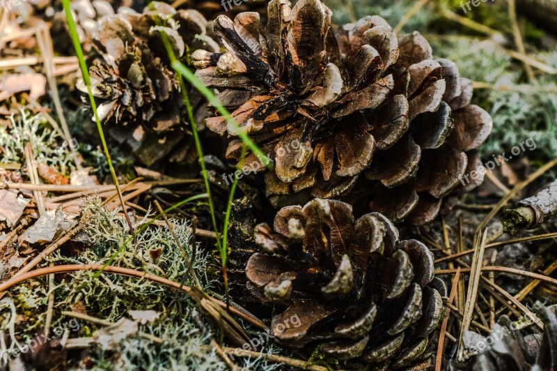 Pine Corn Forest Wald Germany Eifel