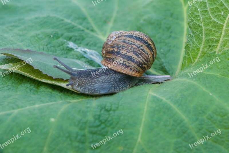 Snail Gastropod Leaf Horn Nature