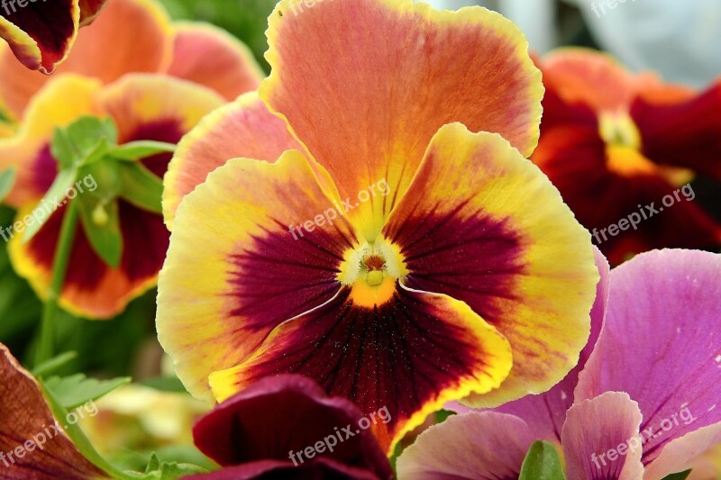 Pansies Nature Garden Colorful Free Photos