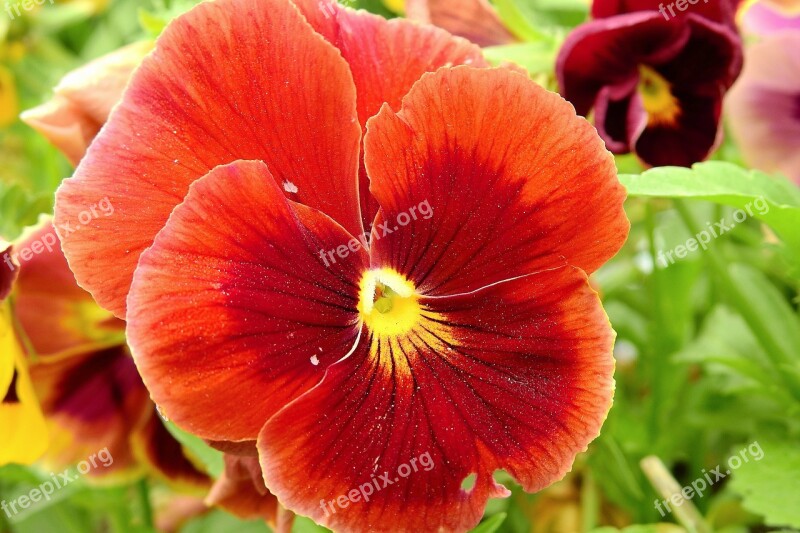 Pansies Colorful Garden Flower Free Photos