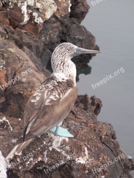 Booby Booby Blue Footed Ecuador Galápagos Pacific