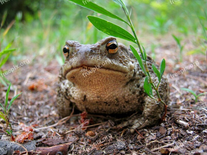 A Toad The Frog Amphibian Grass Litter