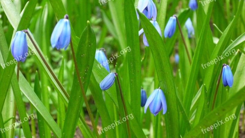 Toruń Bydgoska Law Firm Poland Nature Flowers