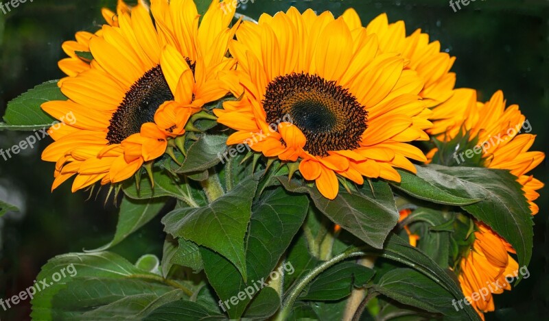 Sunflowers Flowers Flower Sunflower Yellow