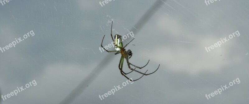 Spider Weaver Spider Hunter Colombia Free Photos