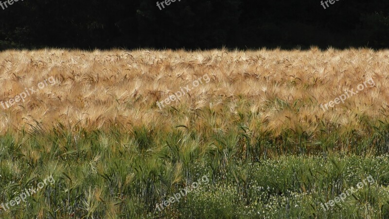 Grain Cornfield Cereals Agriculture Field