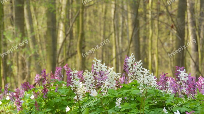 Dymnivka Hollow Corydalis Cava Dymnivka Pryskyřníkovité Spring Aspect