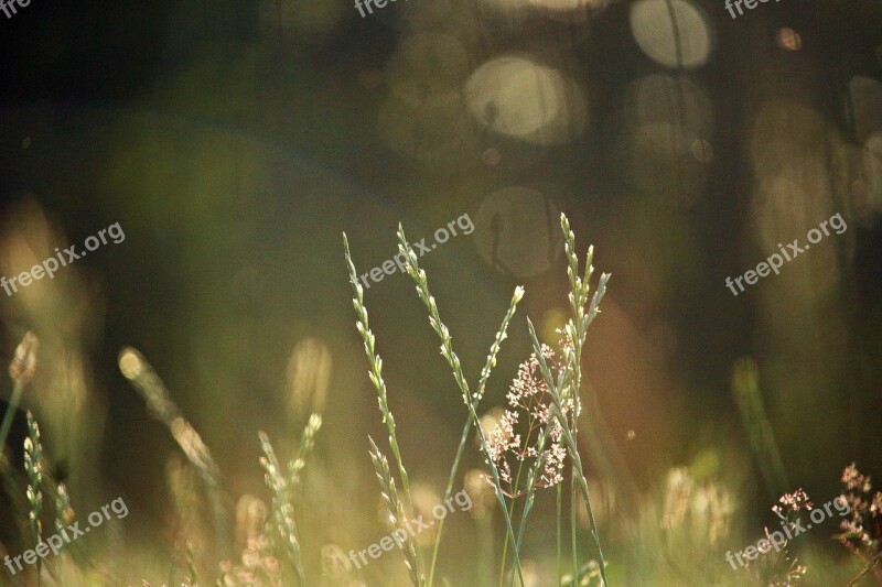 Grass Blade Of Grass Morgenstimmung Nature Grasses