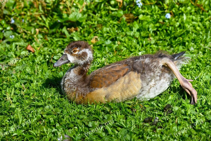 Nile Goose Chick Young Bird Waterbird Animal Wildlife