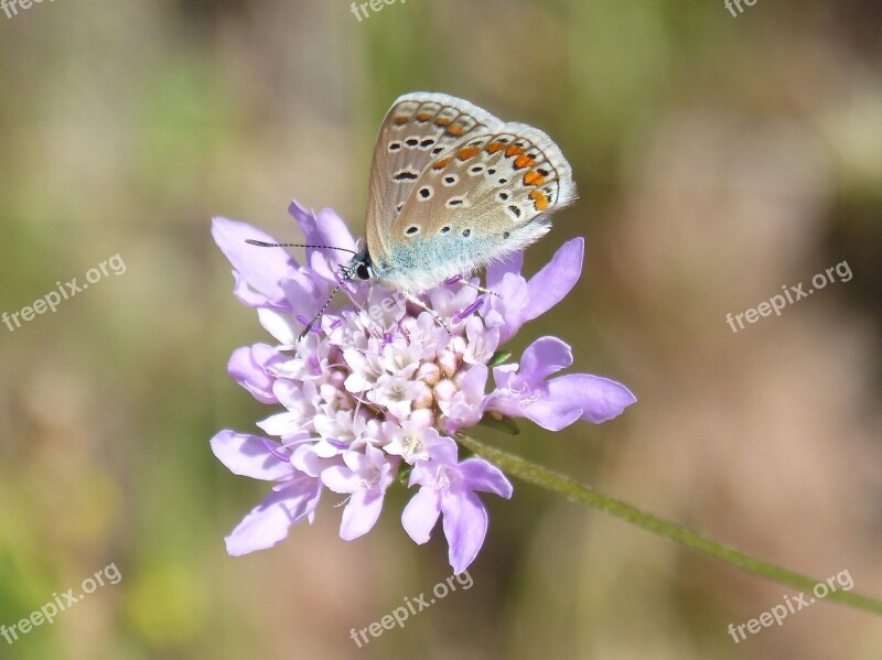 Blue Butterfly Blaveta Commune Flower Libar Scabiosa