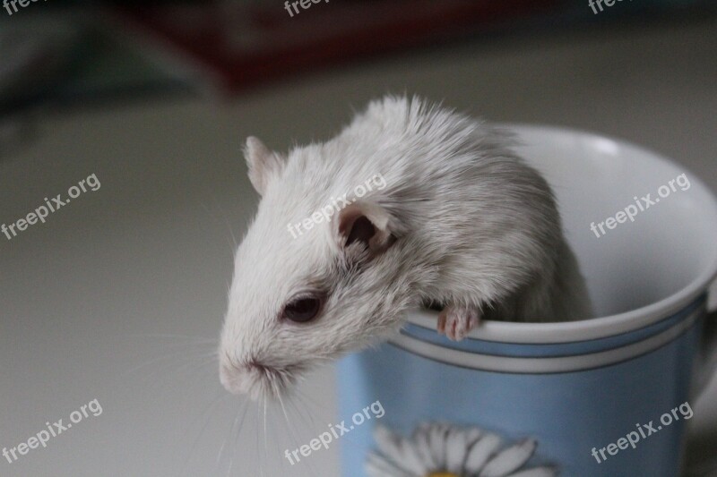 Racing Mouse Cup Mouse Rodent Cute