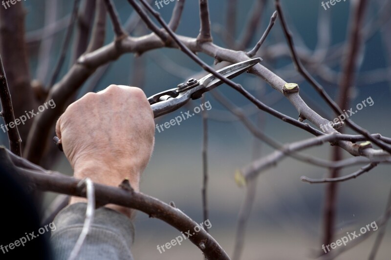 Cutting Scissors Tree Tool Work