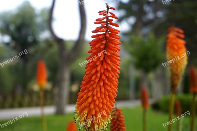 Flower Turkey Kniphofia Botanic Free Photos