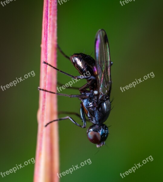 Macro Insect Bespozvonochnoe Diptera Muravievka