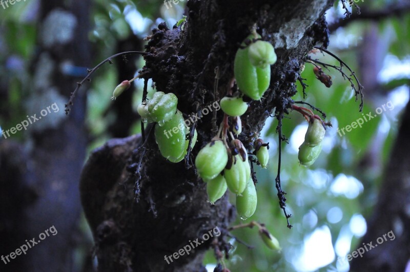 Fruit Carambola Star Starfruit Tree