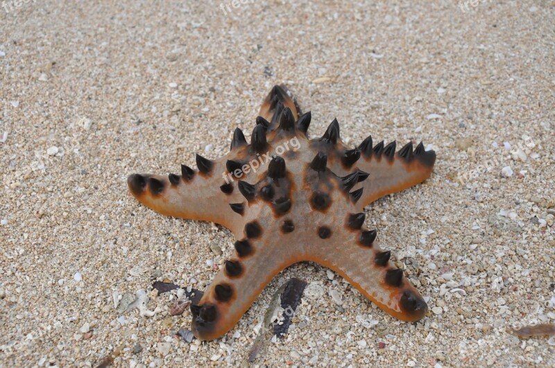 Starfish Sea Beach Sand Vacation