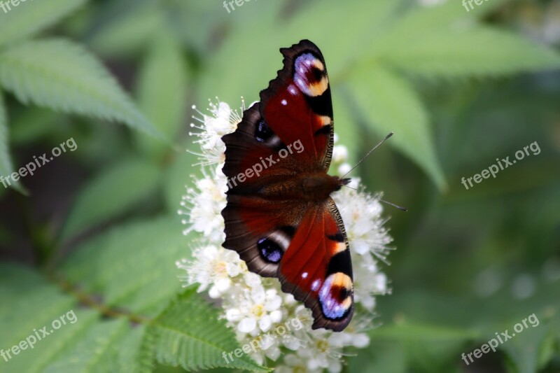 Peacock Butterfly Butterfly Insect Close Up Nature