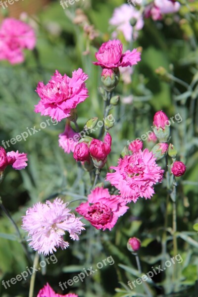 Eyelets Pink Eyelets Carnation Pink Flowering Pink Flowers