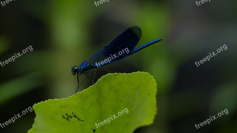 Banded Demoiselle Dragonfly Blue Black Bug