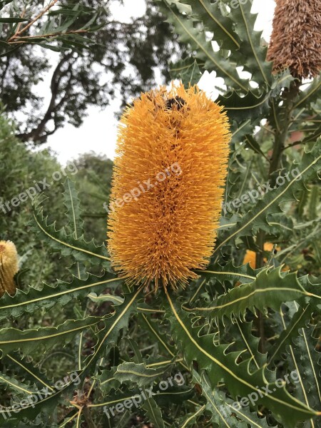 Banksia Orange Nature Nectar Flora